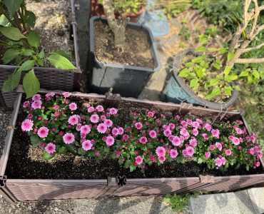 2023년 경로당활성화사업 마음힐링 텃밭가꾸기 진행 이미지